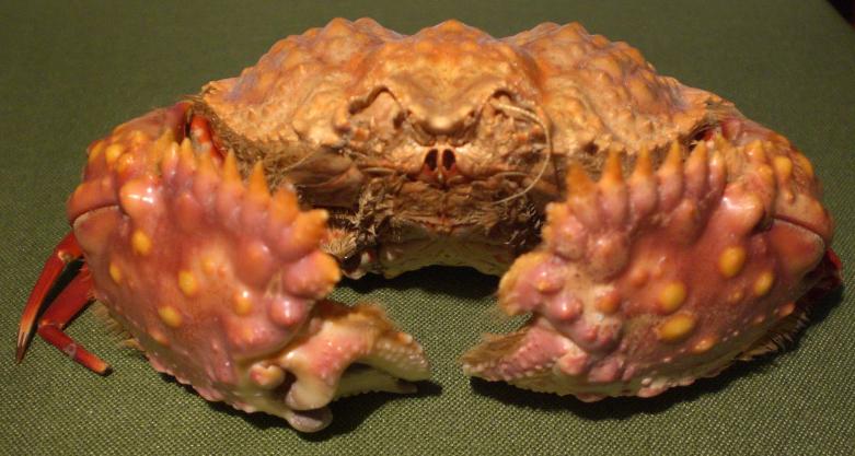 calappa bicornis T.F.C. frontal view.bmp